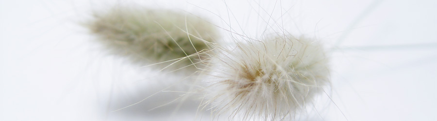 �T���v���摜